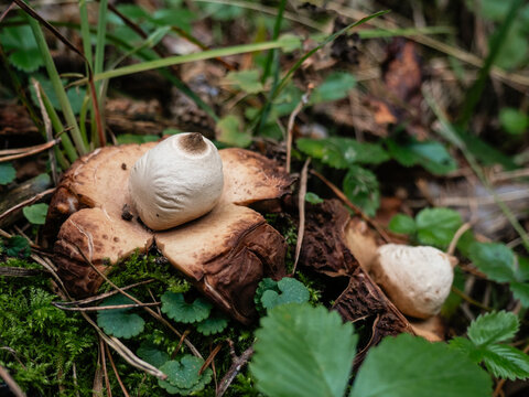 Collared earthstar mushroom Geastrum triplex growing on the forest floor in autumn