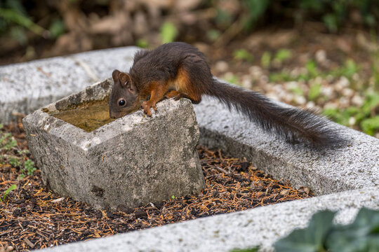 Eichh&ouml;rnchen trinkt aus Steintrog