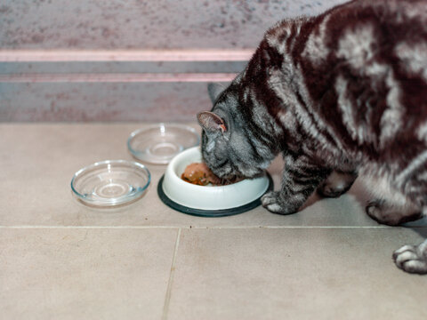 cat greedy eating wet food