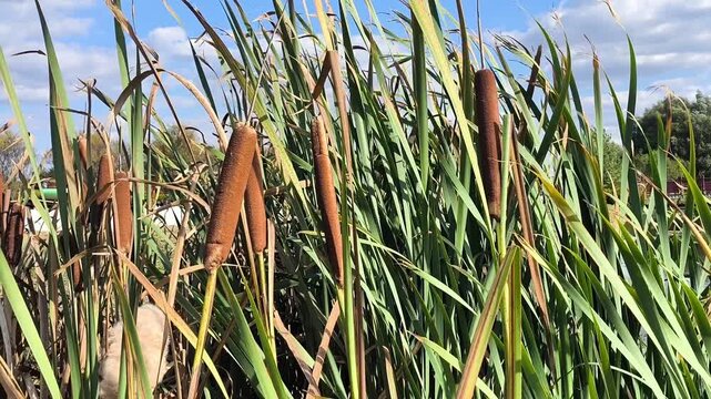 Broadleaf cattail, Typha latifolia, swaying in the wind beside a natural wetland, with tall green leaves and characteristic brown cattail flower spikes.