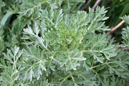 Absinthe wormwood (Artemisia absinthium) bush grows in nature