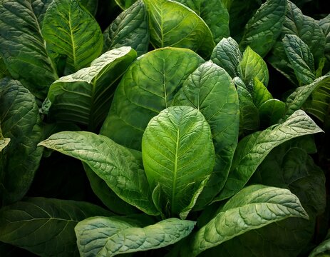 closeup tobacco leaves