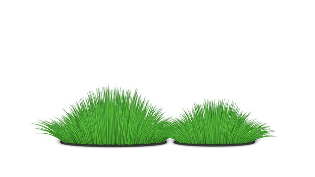 Staggered Meadow Grass Duo with Two Clumps Isolated on Transparent Background PNG