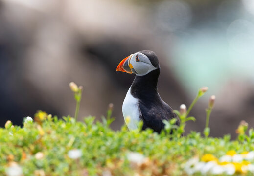 Atlantic Puffin "Fratercula arctica" closeup side profile showing birds bright orange bill or beak and blue eye. Blurred bokeh background. Great Saltee Island, County Wexford, Ireland