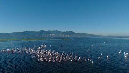 Naklejka premium Aerial view of greater flamingos in Gediz Delta, Aegean Sea, Izmir, Türkiye