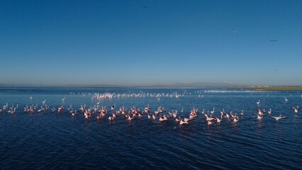 Obraz premium Aerial view of greater flamingos in Gediz Delta, Aegean Sea, Izmir, Türkiye