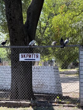 Air Raid Shelter Direction Sign with Pigeons in Urban Park in Ukraine