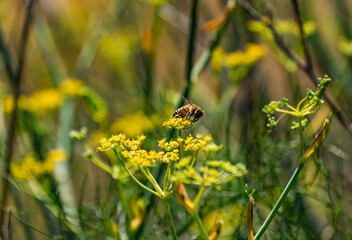 A honeybee collects nectar from bright yellow flowers in bloom © Cam