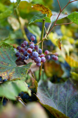 Bunches of ripe purple grapes glisten with water droplets on green vine leaves in vineyard, creating fresh harvest background with soft blur and natural morning light. © Alexander