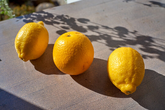 Fresh lemons arranged on weathered gray concrete surface outdoors, lit by strong sun and cast leaf shadows, ready for juice, cooking, or lemonade promotion in bright summer use ideas