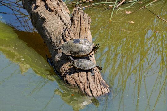 Two turtles bask on a fallen wooden log in a sunny pond