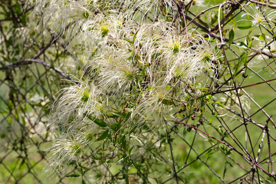 Close-up view of the fruit of the old man's beard vine native to South America