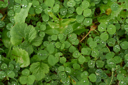 Green clover leaves covered with clear water droplets