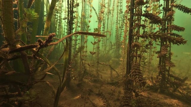 A first person camera glides over a lake bed covered with milfoil. Roach swim past the submerged stems. The scene is lit by natural daylight coming from the surface.