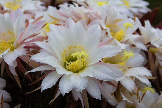 Selenicereus grandiflorus flowers in the mountains