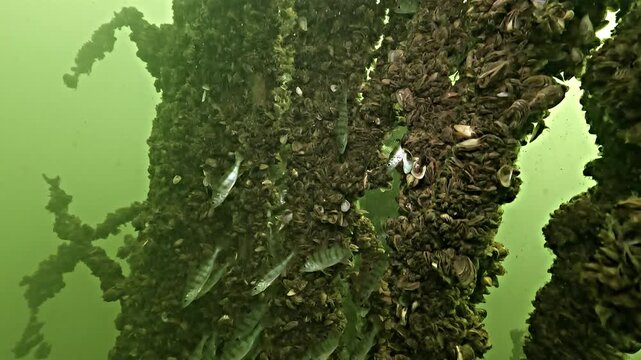 Juvenile perch swim along a submerged tree trunk covered with mussels. The young fish stay close to the dead wood for shelter. Filmed underwater in the clear freshwater of Lake Salagou.