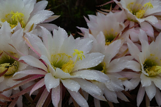 Selenicereus grandiflorus flowers in the mountains