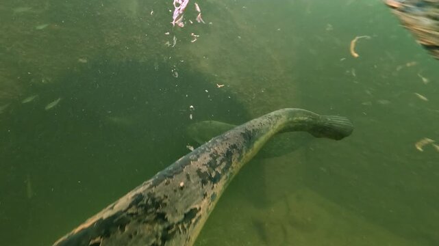 Two wels catfish cross in front of the camera. A third fish slips into an underwater tunnel to hide. The dim water shows the sheltering behaviour of this large freshwater predator.