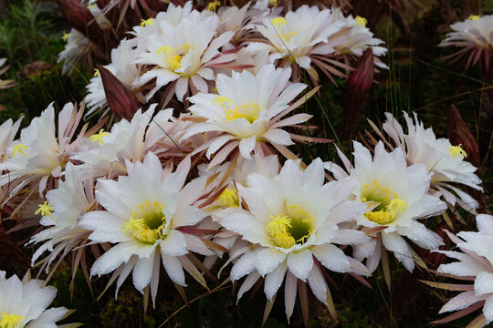 Selenicereus grandiflorus flowers in the mountains