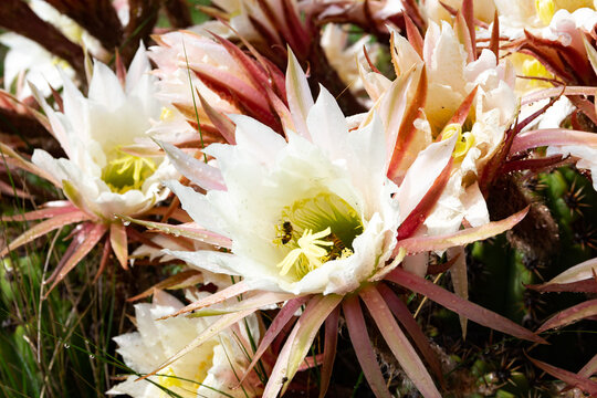 Selenicereus grandiflorus flowers in the mountains