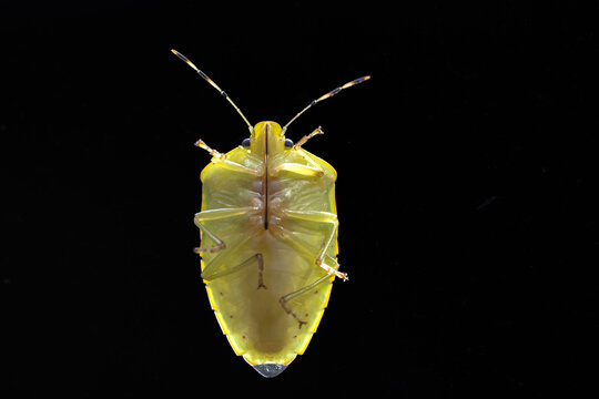 Green Stink Bug Backlit Against Black Background