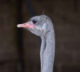 Ostrich Head Profile Portrait © Mr Doomits