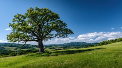 Fototapeta premium Lone majestic tree standing in a lush green meadow with rolling hills and clear blue sky stretching over a peaceful rural landscape in springtime