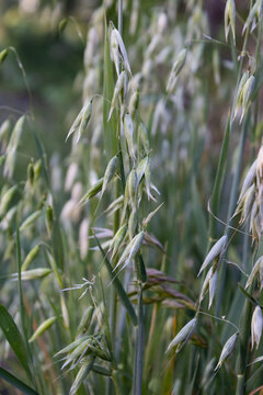 Close-up of green oat plant (Avena sativa) growing in an agricultural field during spring.