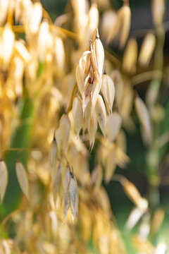 Close-up of mature golden oat spikelets (Avena sativa) ready for harvest in soft sunlight.
