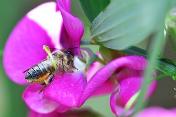 Collecing nectar from a wild sweetpea flower © drewrawcliffe