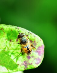 The minic Honeybee is a pollinator © drewrawcliffe