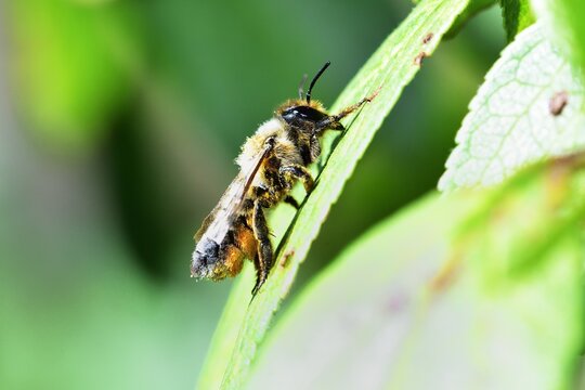Leafcutter Bee warming itself up in the sunshine
