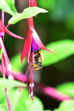 Fuchsia flower being pollinated by a Honey Bee