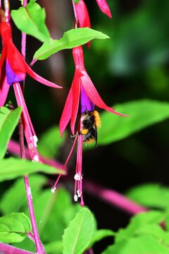 Fuchsia flower being pollinated by a Honey Bee
