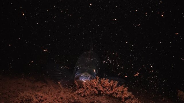 Close up on the head of a zander resting on the bottom of a lake at night. The fish then turns and swims away into the dark water.
