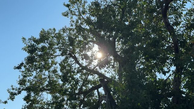 Sunlight shining through tree canopy against blue sky