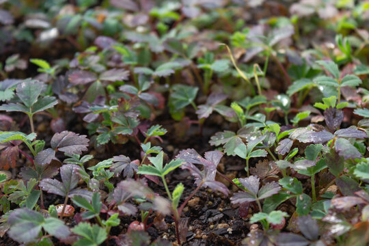 Nursery with Polylepis australis seedlings reforest the native forest
