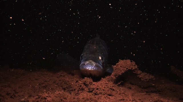 A zander rests on the bottom of a lake at night. The close up holds on the mouth where the canine teeth are visible. The earth under the fish is ochre coloured and the water behind stays dark.