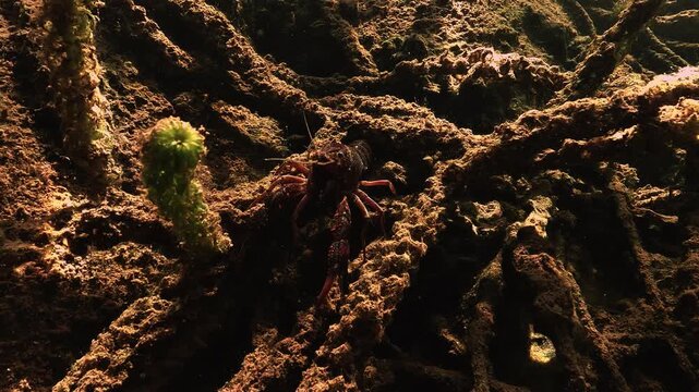 A Louisiana crayfish rests close to the camera in a bed of Lagarosiphon major in Lake Salagou. Claws and antennae stay in view among the stems. The species is classified as invasive in Europe.
