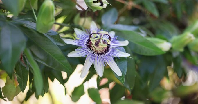 Close-up of the uniquely beautiful Passiflora, known also as passion flowers or passion vines. The blue passionflower is a climbing vine with distinctive blue & white petals. Captured in slow motion.