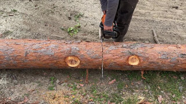 lumberjack, cutting, felled, trunks, chainsaw, worker, forestry, safety, gear, boots, footage, video, b-roll, 4k, motion, slow motion, slowmo, smooth, cinematic, logging, industry, timber, wood, tool,