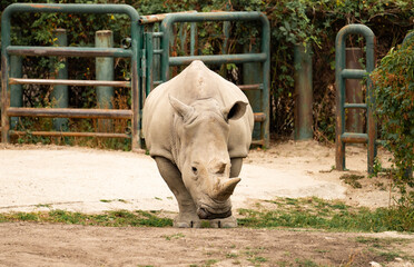 Rhino outdoor. White rhinoceros. Wild animal in nature. Rhino on the ground. Wildlife nature. Wildlife and zoo. Rhino animal in zoo park. Fauna in wildlife. Animal zoo park. Wild rhinoceros © be free