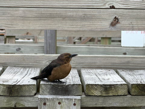 NC Topsail Grackle Female Boat-Tail 2026