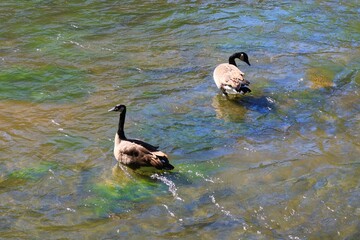 Canada Geese in Autumn Shallows with Colorful Reflections © fluffypw88