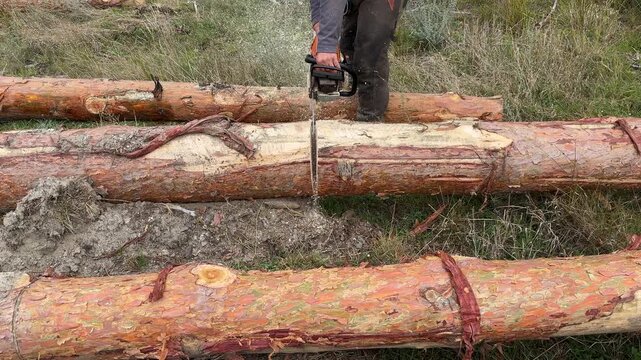 Unrecognizable lumberjack wearing protective gear and safety boots cutting felled tree trunks with a powerful gas chainsaw in a forest clearing in 4K slow motion.
