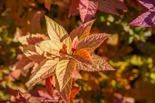 Colorful autumn Spiraea japonica leaves in yellow and red foliage close up view for fall background, garden nature landscape, and seasonal banner.