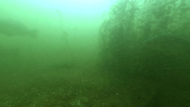Several wels catfish swim among a group of carp in fresh water. The two species share the same space without conflict. An underwater view of their cohabitation.