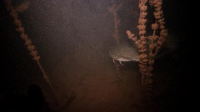 A wels catfish hunts at night on the bed of a lake. It moves slowly through submerged plants with its barbels held forward. Lamp light picks the fish out of the dark surrounding water.