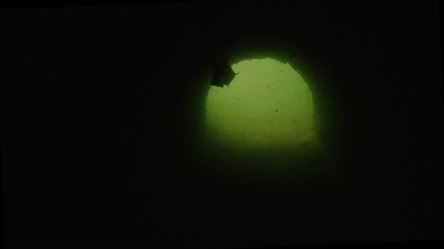 A wels catfish leaves a submerged tunnel and appears as a silhouette. The camera looks from inside the passage toward the semicircular arch of the opening.
