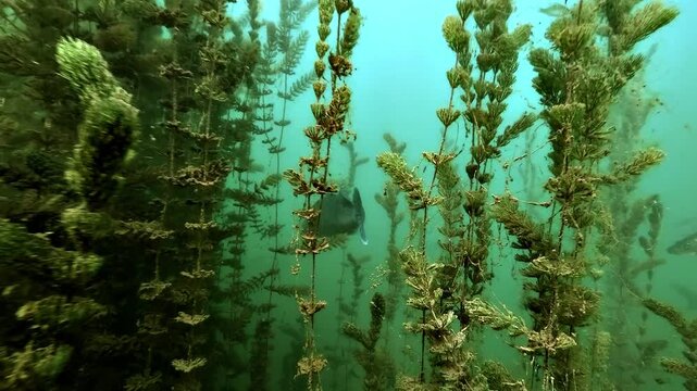 A zander swims through a bed of water milfoil in fresh water. The camera follows it among the submerged stems. Other zanders appear in the same vegetation.